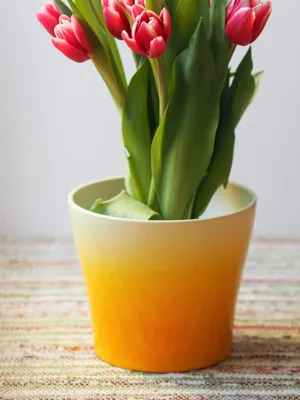 Image of: Tulip Pot