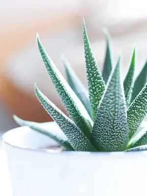 Image of: Aloe Vera