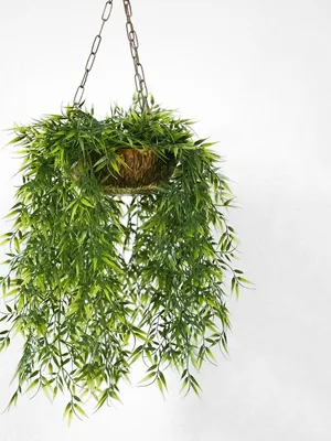 Image of: Hanging Plant