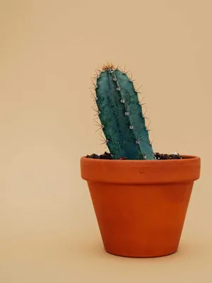 Image of: Spiky Cactus