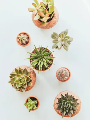 Image of: Assorted Indoor Succulents