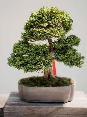 Image of: Bonsai Tree